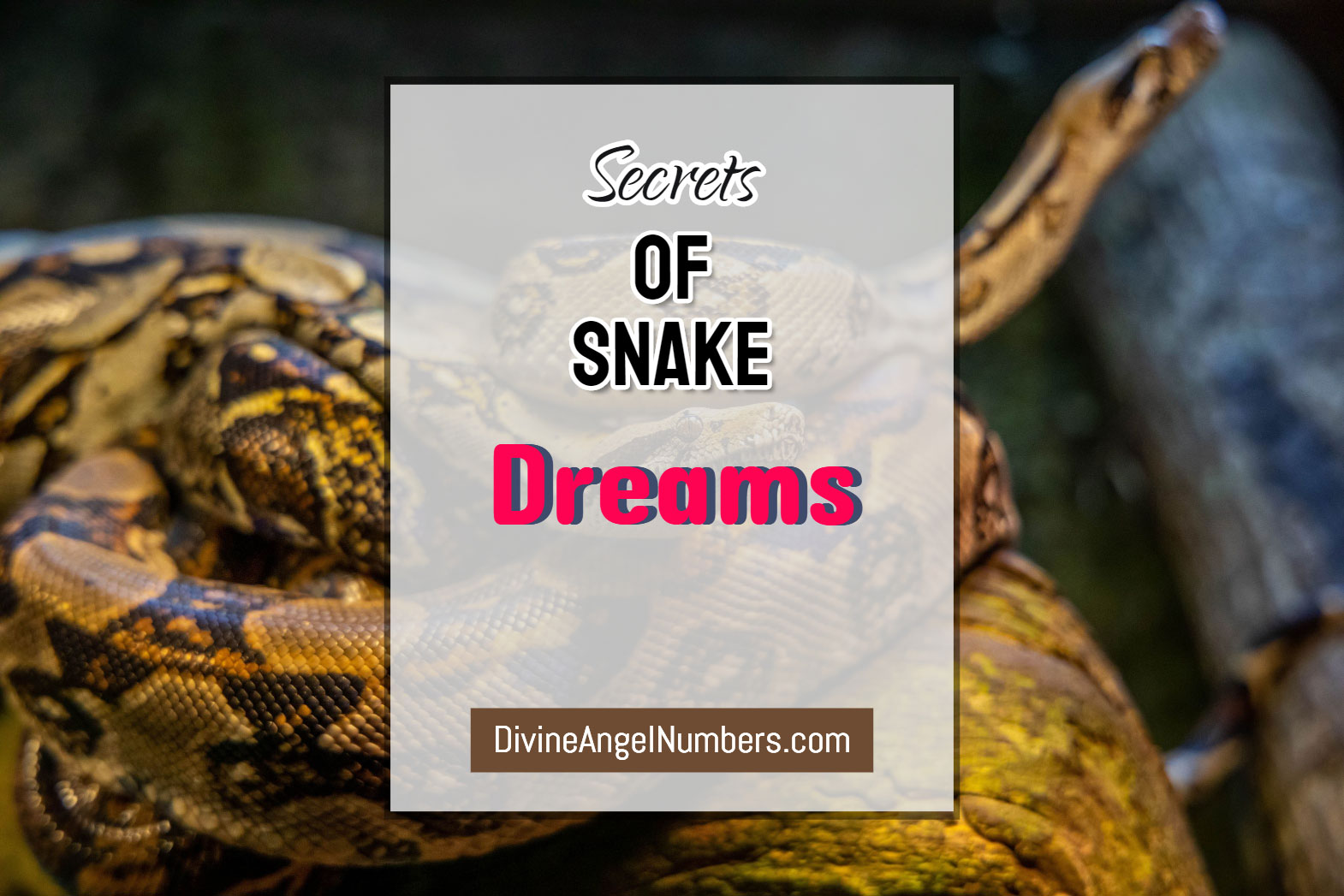 What Does it Mean When You Have Dreams About Snakes?