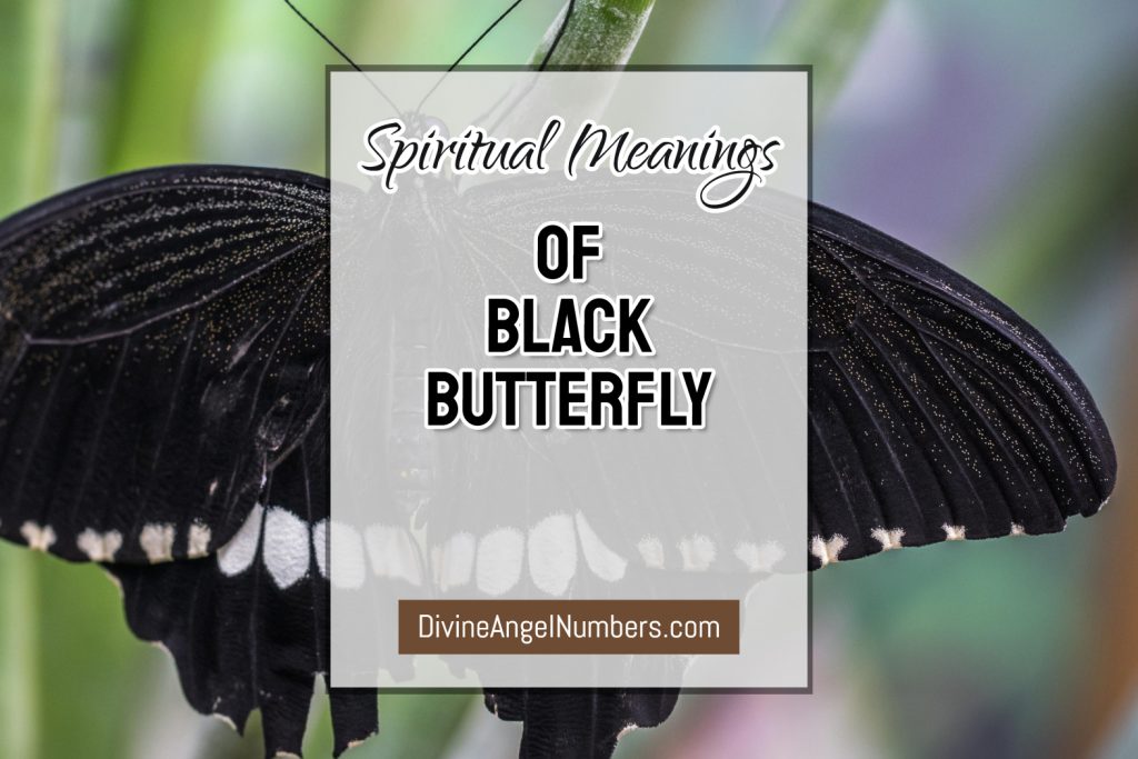 Spiritual Meaning Of Black Butterfly