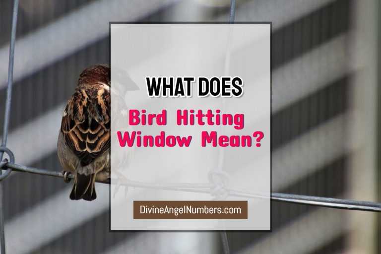 What Does Bird Hitting Window Mean?