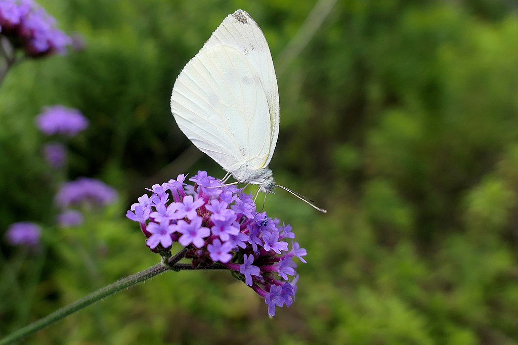 Spiritual Meaning of a White Butterfly