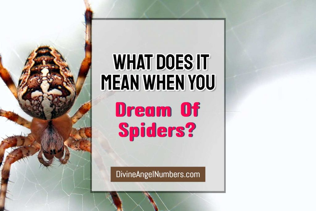 Dream About Spiders