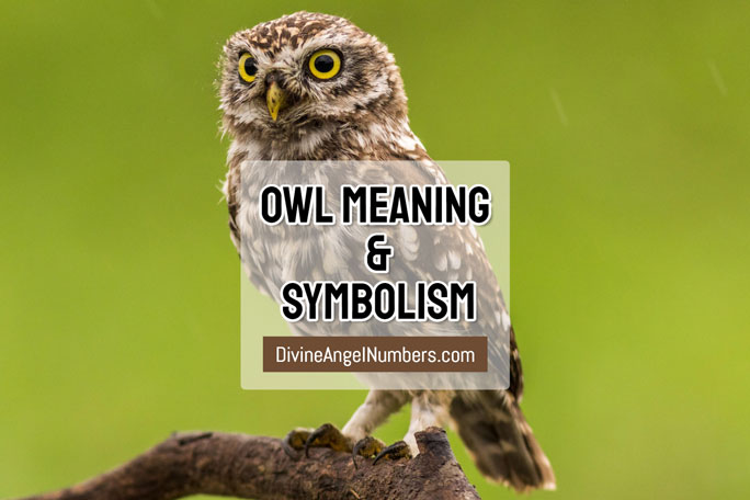 Owl Meaning & Symbolism: Spiritual Significance