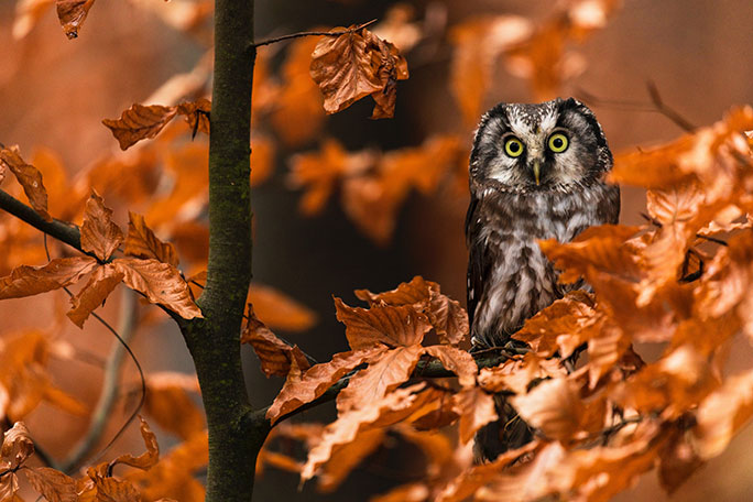 Owl Meaning & Symbolism: Spiritual Significance