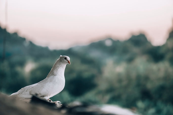 Dove is the symbol of the Holy Ghost
