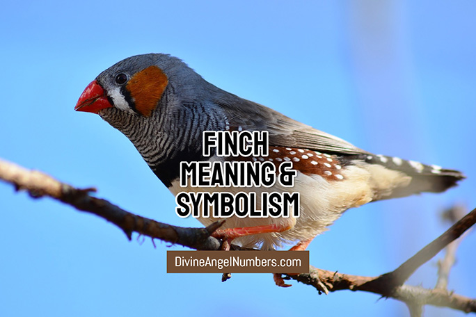 Finch Meaning & Symbolism