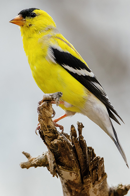 Goldfinch Symbolism in Bible