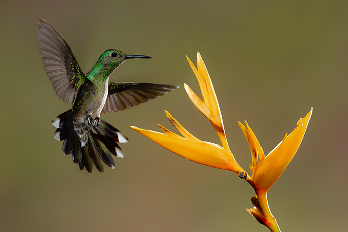 Hummingbird Meaning & Spiritual Symbolism