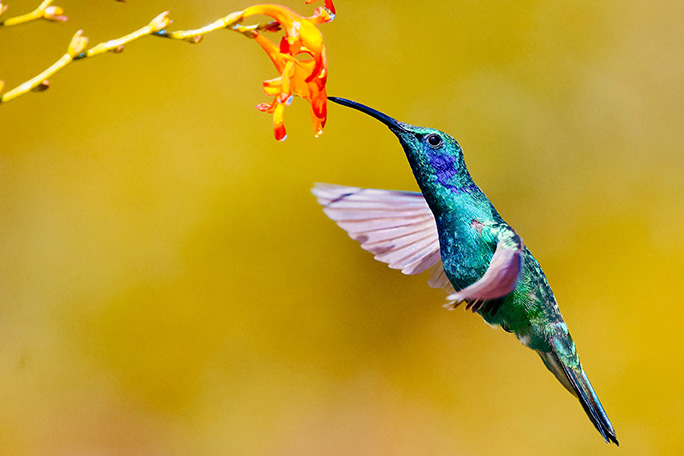 Hummingbird Meaning & Spiritual Symbolism