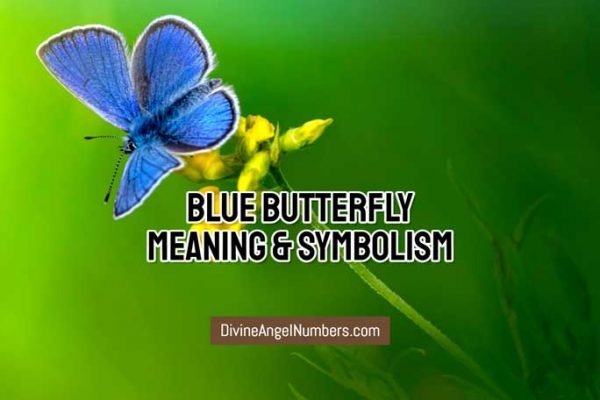 Blue Butterfly Meaning What Do Blue Butterflies Symbolize - King Wituractle
