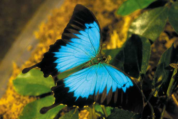 Blue Butterfly Meaning: Omens, Spiritual Significance, and Symbolism