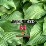 Angel Number 65 Meaning & Symbolism
