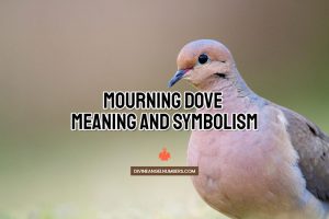 Mourning Dove Meaning And Symbolism