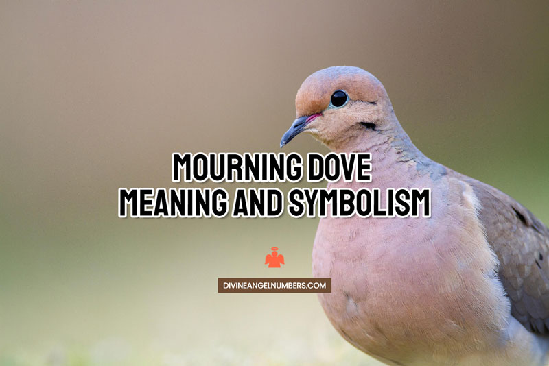 Mourning Dove Meaning And Symbolism